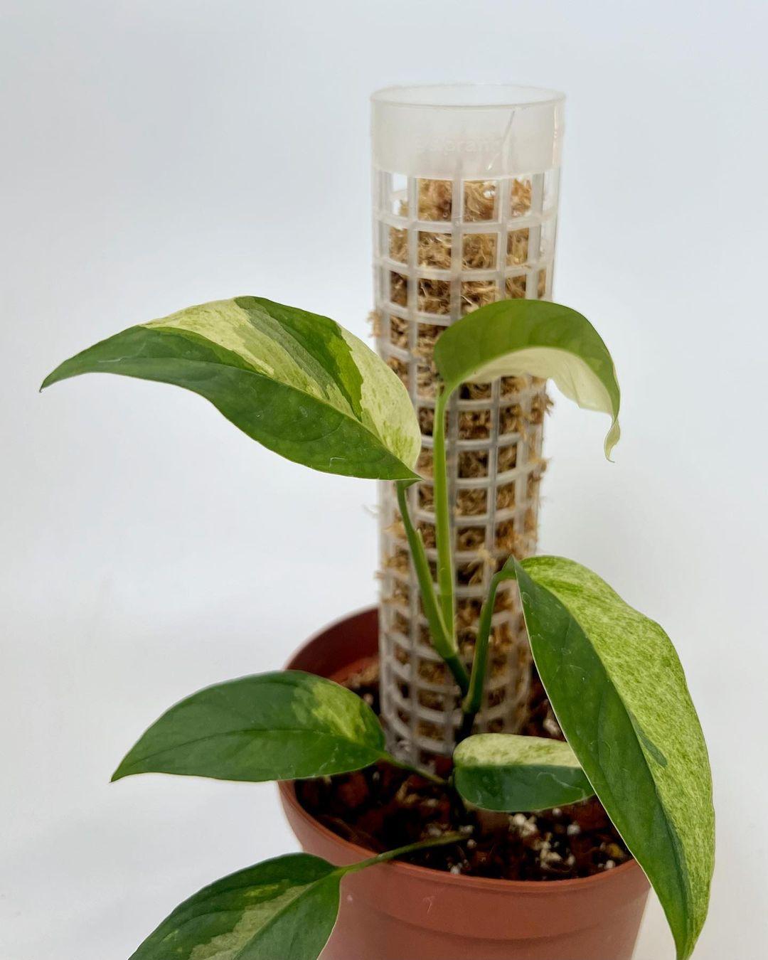 Monstera Laniata Variegated PLNT monstera-laniata-variegated-plnt